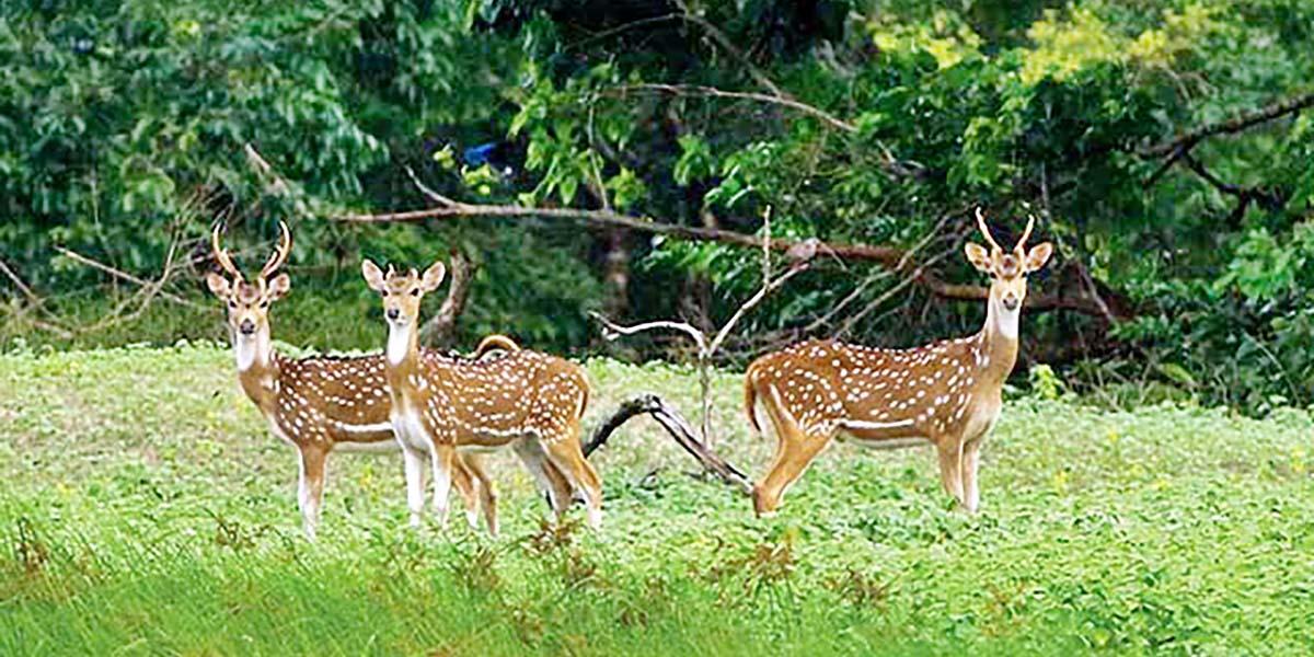 সুন্দরবন বিষয়ক অনুচ্ছেদ লিখন, ২য় পর্ব, সপ্তম শ্রেণির বার্ষিক পরীক্ষার বাংলা